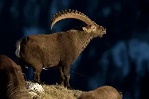 Urinating: Alpine ibex (Capra ibex) male urinating in rut
