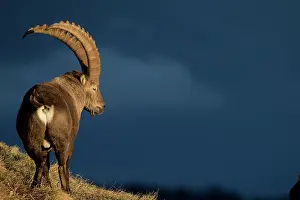 Caprine: Alpine Ibex (Capra ibex) male, Valais Alps, Switzerland