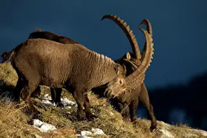 Caprine: Alpine Ibex (Capra ibex) males fighting, Valais