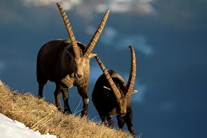 Caprine: Alpine Ibex (Capra ibex) males fighting, Valais