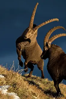 Caprine: Alpine Ibex (Capra ibex) males fighting, Valais