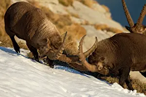 Caprine: Alpine Ibex (Capra ibex) males fighting, Valais