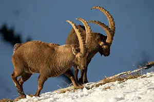 Caprine: Alpine ibex (Capra ibex) males in rut, Valais Alps