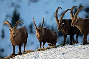 Grimace: Alpine ibex (Capra ibex) males in rut, Valais Alps