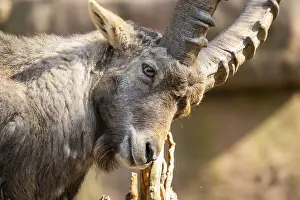 Goat: Alpine ibex (Capra ibex), in the mountains