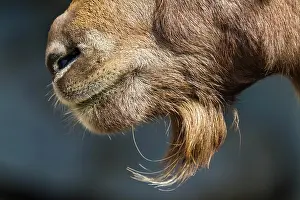 Beard: Alpine Ibex (Capra ibex), mouth and beard, Innsbruck