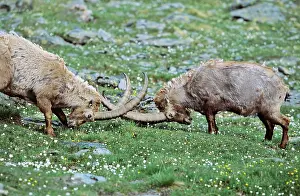 Conflict: Alpine Ibex (Capra ibex) two old bull fighting