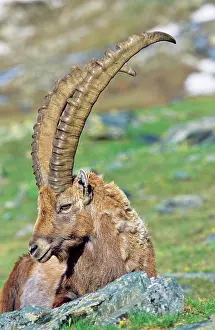 Proud: Alpine Ibex (Capra ibex) portrait of a bull