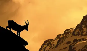 Goat: Alpine ibex (Capra ibex) silhouetted against Alpenglow