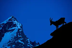Goat: Alpine ibex (Capra ibex) silhouetted against mountain