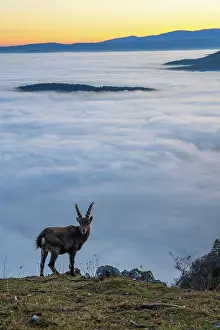 Goat: Alpine ibex (Capra ibex), in front of valley with