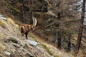 Sergio: Alpine ibex (capra ibex), Valsavarenche, Gran Paradiso