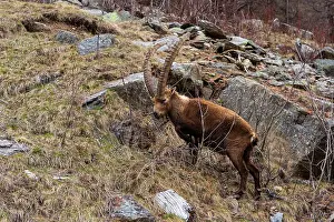 Sergio: Alpine ibex (capra ibex), Valsavarenche, Gran Paradiso