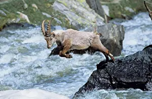 Bold: Alpine Ibex (Capra ibex) young bull trying