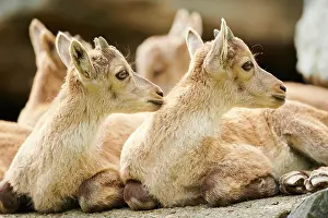 Tyrol: Alpine ibex (Capra ibex) youngsters, lying on a