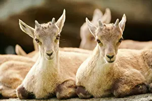 Tyrol: Alpine ibex (Capra ibex) youngsters, lying on a