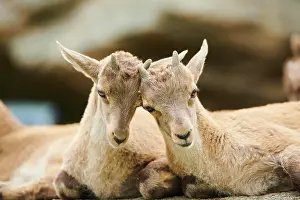 Tyrol: Alpine ibex (Capra ibex) youngsters, lying on a