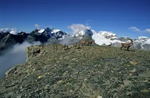 Confined: Alpine Ibex - confined to high mountains of the