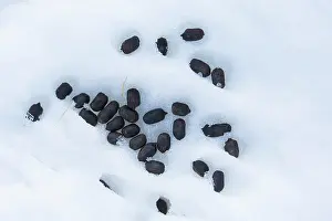 Droppings: Alpine Ibex - droppings - Italy