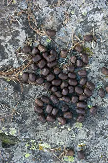 Droppings: Alpine Ibex - droppings - Italy