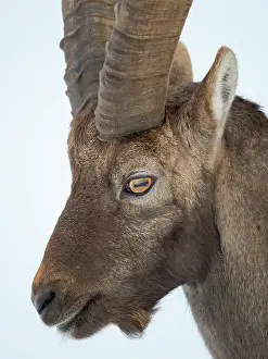 Allgau: Alpine Ibex in fresh deep snow, Alpenwildpark (alpine