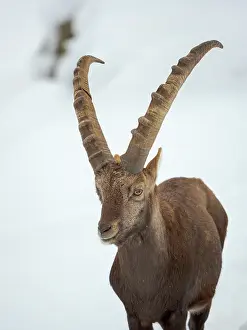 Allgau: Alpine Ibex in fresh deep snow, Alpenwildpark (alpine