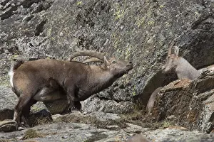 Rutting: Alpine Ibex - male and female during rutting season