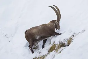 Ibexes: Alpine Ibex - male looking for food in snow - Italy