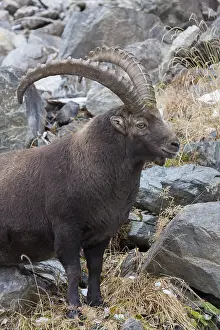 Ibexes: Alpine Ibex - male portrait - Italy