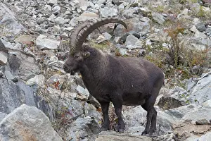 Ibexes: Alpine Ibex - male on rocks - Italy