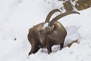 Ibexes: Alpine Ibex - male in snow - Italy