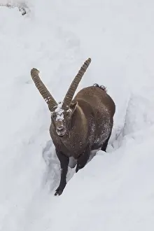 Ibexes: Alpine Ibex - male in snow - Italy