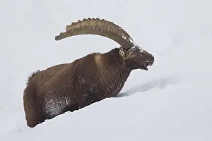 Ibexes: Alpine Ibex - male in snow - Italy