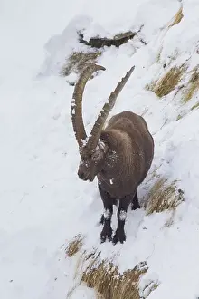 Ibexes: Alpine Ibex - male in snow - Italy