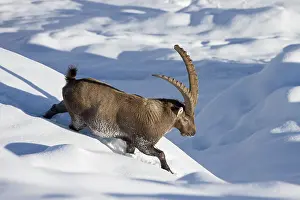 Capra: Alpine Ibex male winter