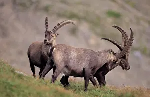 Confronation: Alpine Ibex - males fighting