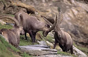 Charging: Alpine Ibex - males fighting