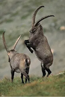 Competition: Alpine Ibex - Males Fighting
