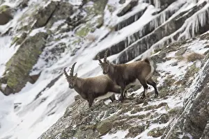 Capra: Alpine Ibex - males in snow - Gran Paradiso, Italy