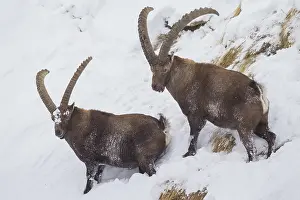 Ibexes: Alpine Ibex - males in snow - Italy