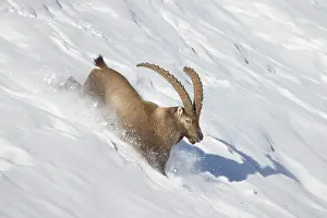 Capra: Alpine Ibex motion