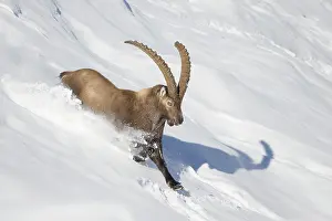 Capra: Alpine Ibex motion
