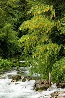 Alpinum: Alpine Laburnum - tree by the Savica river