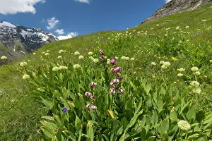 Onion: Alpine Leek, Victory Onion flowering plants in