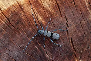 Tissue: Alpine Longhorn beetle (Rosalia alpina) male on