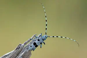 Rhone: Alpine Longhorn beetle (Rosalia alpina) male on