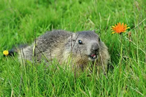 Marmots: Alpine Marmot