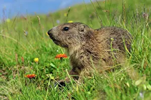 Marmots: Alpine Marmot