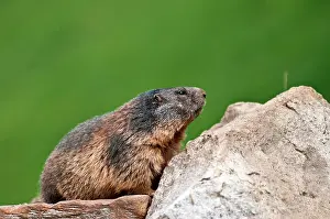 Marmots: Alpine Marmot