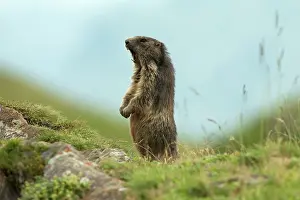 Obwalden: Alpine Marmot